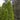 Thuja 'Degroot's Spire'