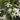 Trachelospermum jasminoides (Star Jasmine)