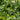 Trachelospermum jasminoides (Star Jasmine)