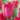 pink tulip