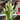 Euphorbia Trigonia Variegated