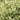 Buxus sempervirens 'Aurea-variegata' (Variegated Boxwood)