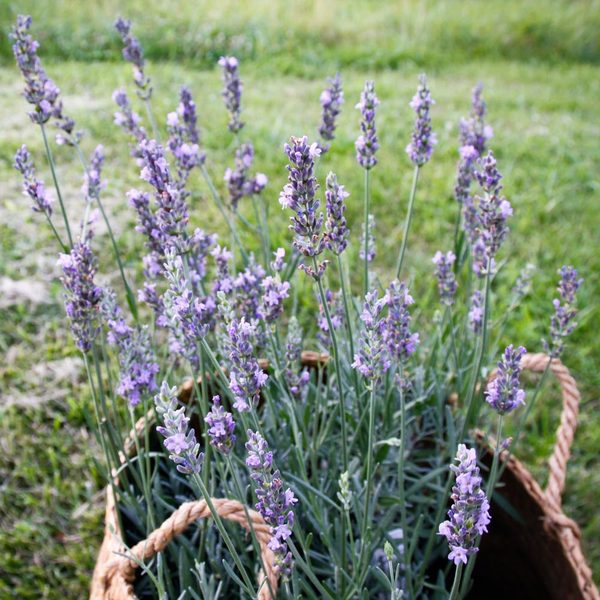 Lavender 'Sensational'