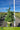 Picea omorika pendula 'Bruns' (Weeping Serbian Spruce)
