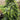 Picea omorika pendula 'Bruns' (Weeping Serbian Spruce)