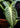 Xanthosoma Lindenii leaf