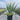 Yucca 'Corbett's Blue' (Adam's Needle) 2