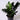 Zamioculcas zamiifolia 'Raven' (ZZ 'Raven')