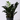 Zamioculcas zamiifolia 'Raven' (ZZ 'Raven')
