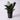 Zamioculcas zamiifolia 'Raven' (ZZ 'Raven')