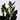 Zamioculcas zamiifolia 'Raven' (ZZ 'Raven')