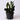 Zamioculcas zamiifolia 'Raven' (ZZ 'Raven')