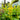 Agastache Poquito™ 'Butter Yellow' (Hummingbird Mint)