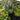 Ajuga Feathered Friends™ 'Tropical Toucan' (Bugleweed)