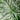 alocasia regal shield close up