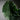alocasia regal shield moody