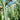 Panicum amarum (Beach Grass- Ornamental Grass) GLV