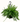 boston fern