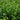 Boxwood 'NewGen Independence'