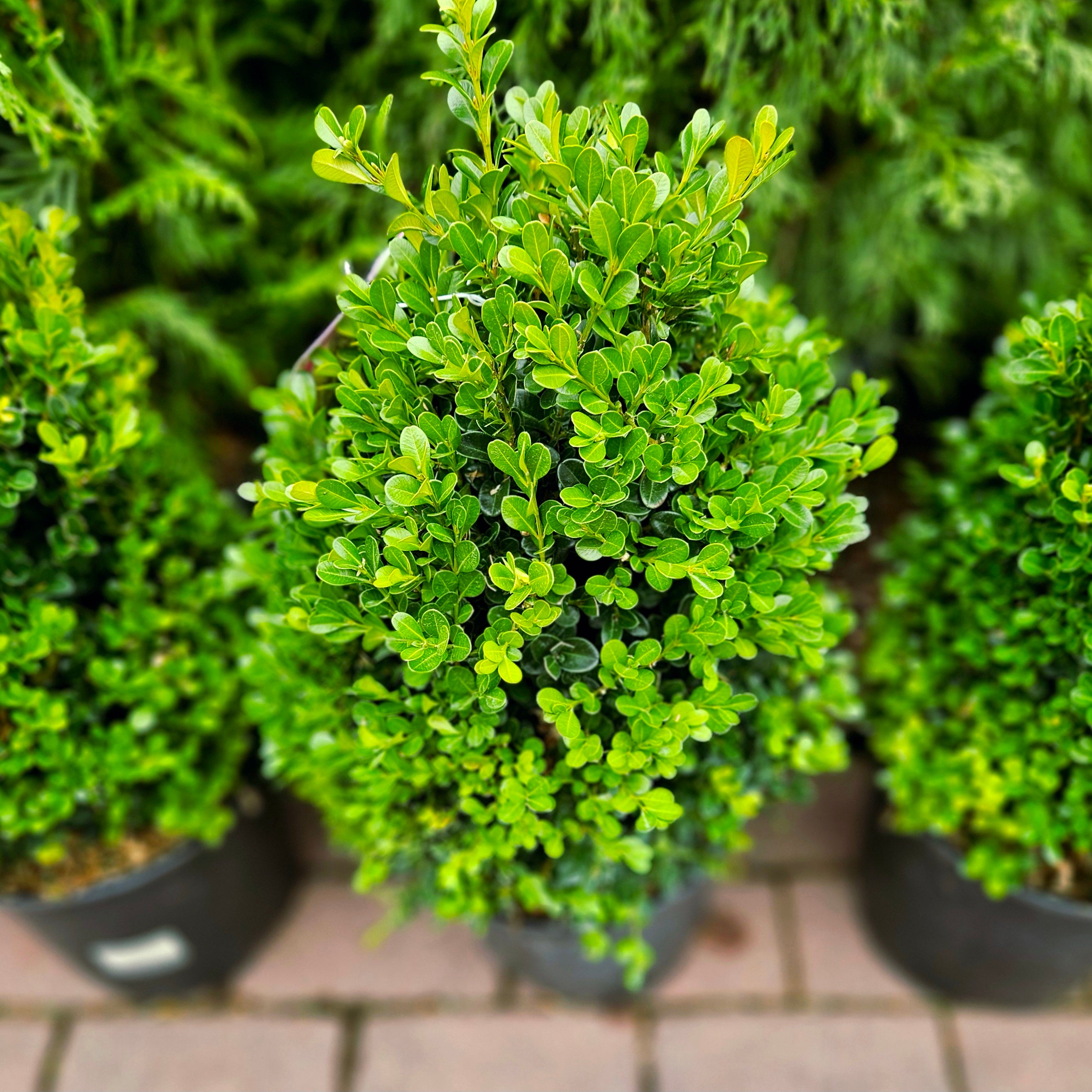 english boxwood plant Cranberry Creek Boxwood #2