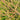 Calluna vulgaris ‘Blazeaway’ (Scotch Heather) OVD