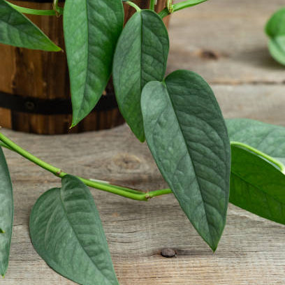 Cebu Blue Philodendron – Chelsea Garden Center