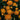 chrysanthemum orange
