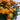 chrysanthemum orange 2