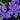 Clematis Lindsay™