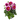 dahlia pink blush