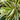 Dracaena Song of Jamaica