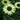 Echinacea 'Green Jewel'