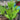 Matteuccia struthiopteris (Ostrich Fern)