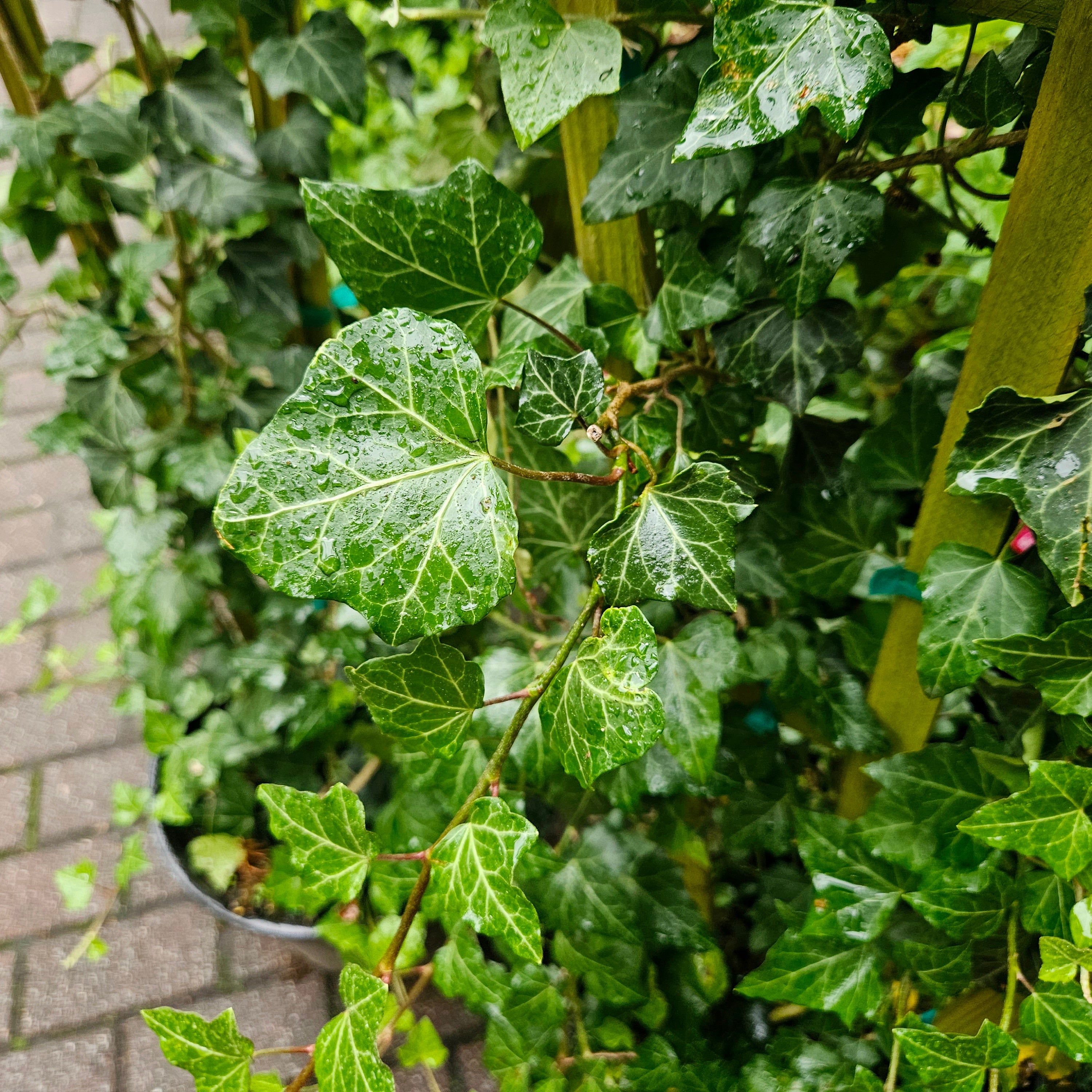 #1 Hedera helix Thorndale/ English Ivy