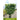 Euonymus 'Manhattan' Esp vine trellis screening