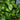 A close-up of a Ficus Moclame tree showing its round green leaves and straight trunk.