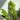 zz plant