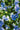 blue pansy