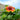 Gaillardia aristata SpinTop® 'Copper Sun' (Blanketflower)