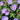 Geranium 'Rozanne' (Perennial Groundcover Geranium)