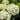 Hydrangea macrophylla 'Grin and Tonic'™ (Mophead Hydrangea)