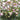 Helleborus Frostkiss® Glenda's Gloss®