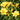 Hemerocallis 'Stella de Oro' (Daylily)