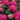 Hydrangea macrophylla Endless Summer® 'Summer Crush' (Mophead Hydrangea)