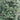 Japanese Holly 'Chesapeake' (Ilex Crenata)
