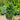 Ilex Crenata 'Steeds' (Japanese Holly)