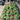 Long Island City Commercial Design Services Begonia Pit