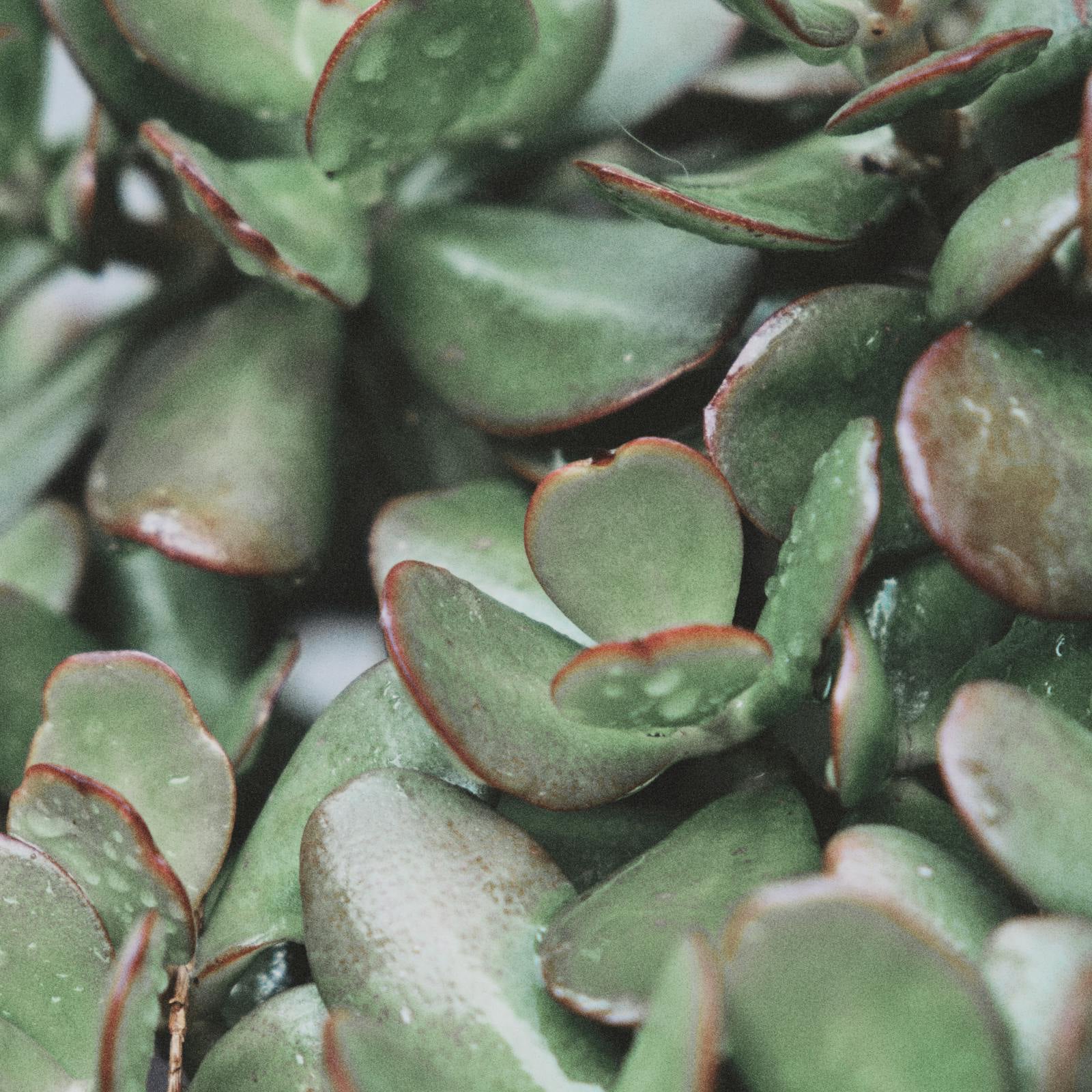 cascading jade plant Jade Plant 6 in