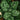 A close-up image of fresh green kale leaves.