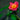 portulaca